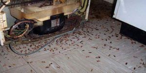 Поморить тараканов в квартире в Рязани, цены
