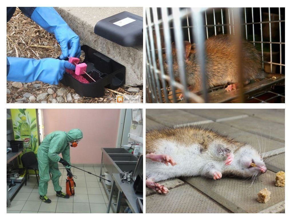 Фирма по уничтожению грызунов, крыс и мышей в Рязани