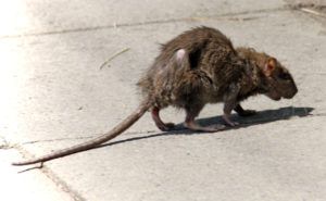 Фирма по уничтожению грызунов, крыс и мышей в Рязани