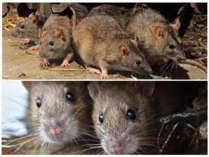 Травить грызунов крыс и мышей в Рязани
