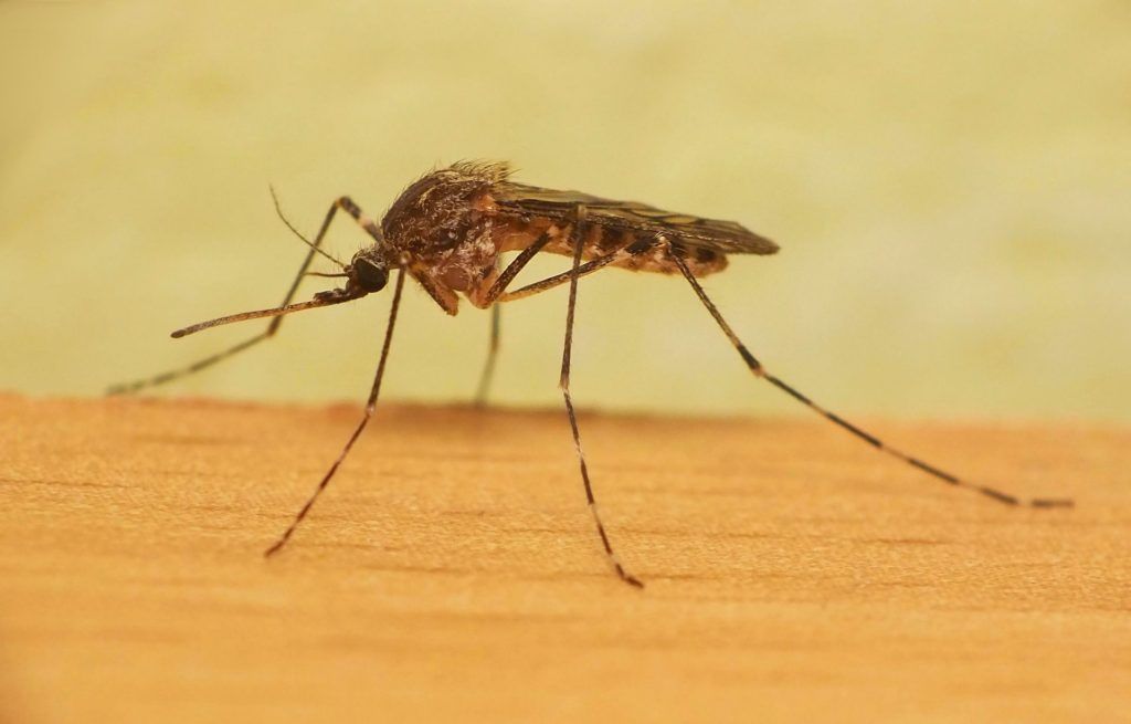 Уничтожение комаров в Рязани