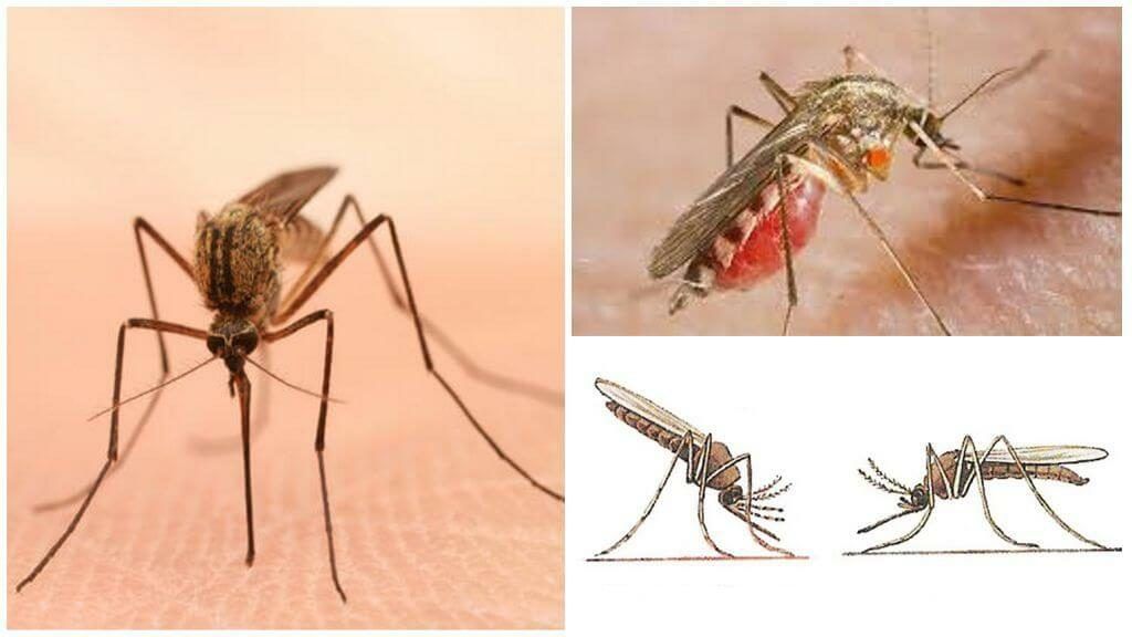 Уничтожение комаров в Рязани