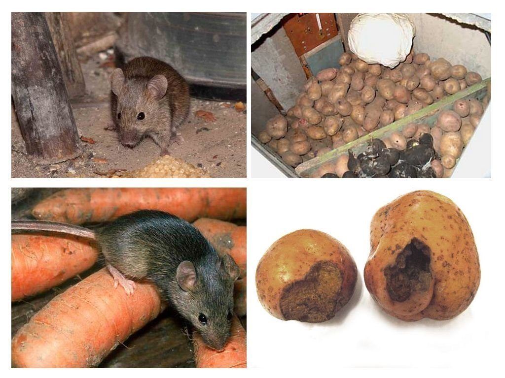 Обработка от грызунов крыс и мышей в Рязани