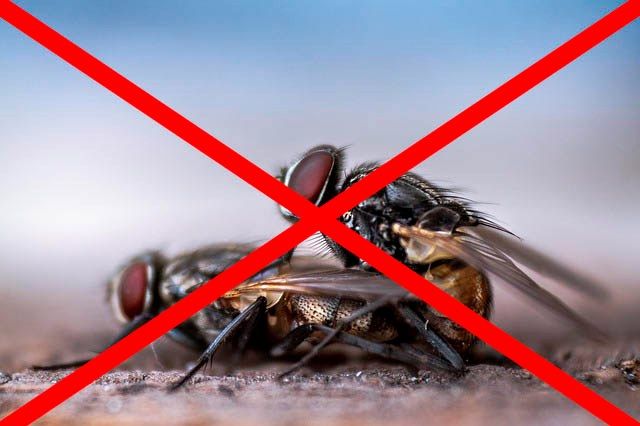 Профессиональное уничтожение мух в Рязани с гарантией
