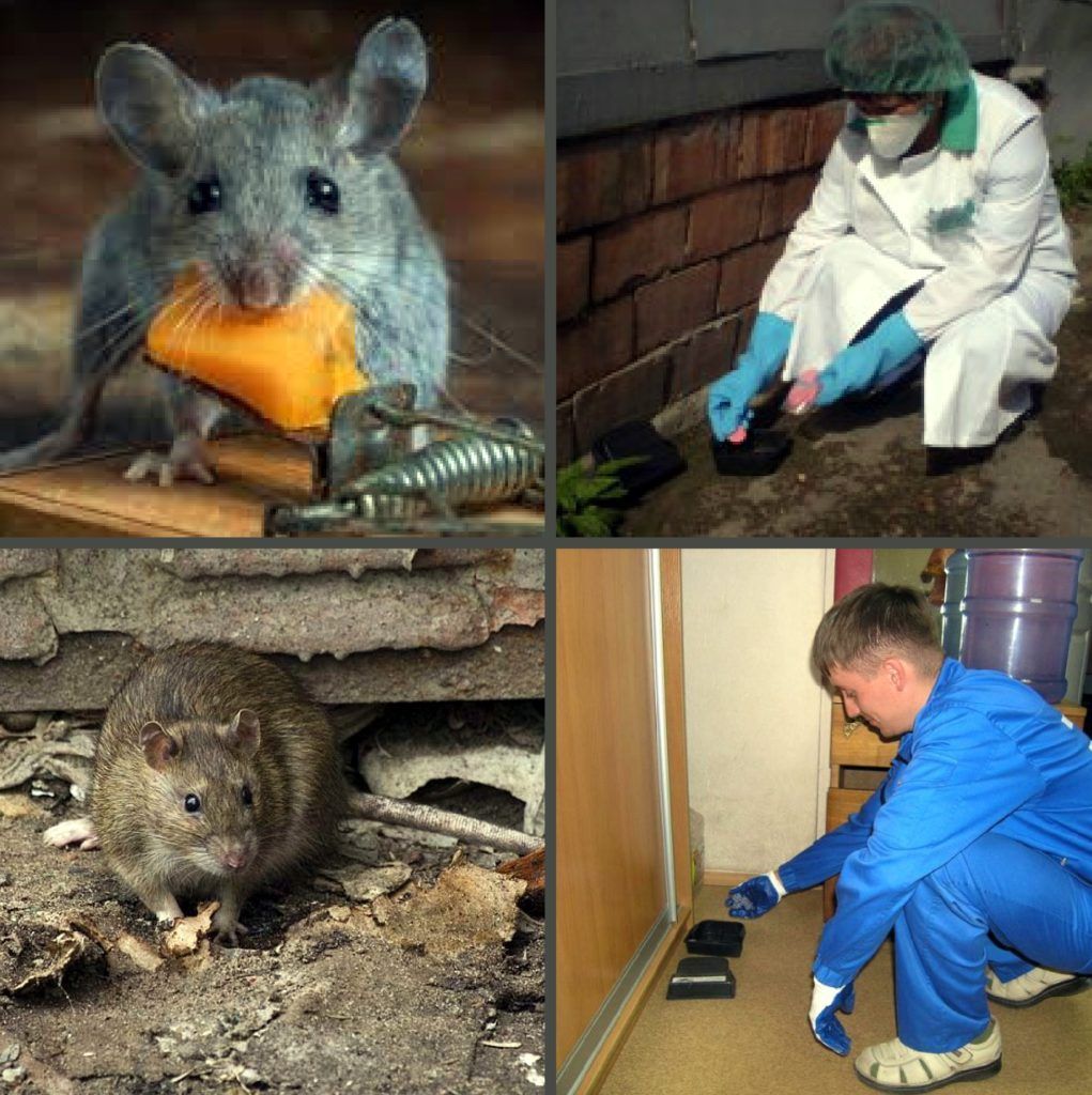 Дезинфекция от грызунов, крыс и мышей в Рязани