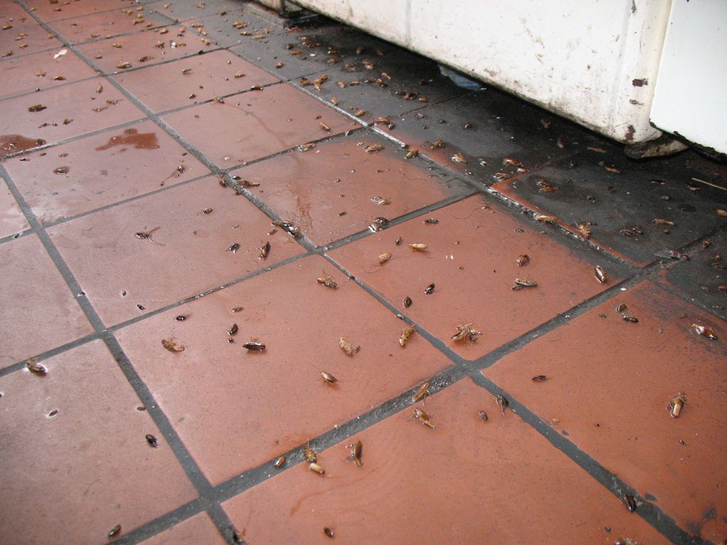 Уничтожение тараканов в квартире в Рязани 