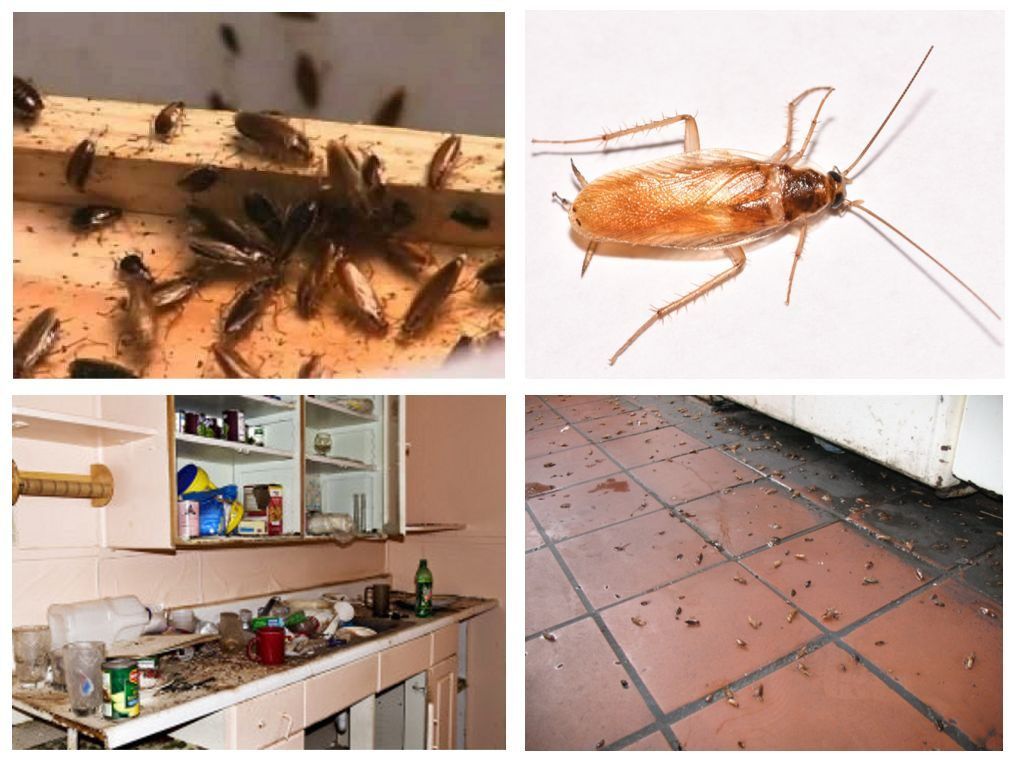 Морить тараканов в квартире в Рязани, цены