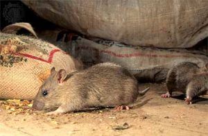 Дератизация от грызунов от крыс и мышей в Рязани