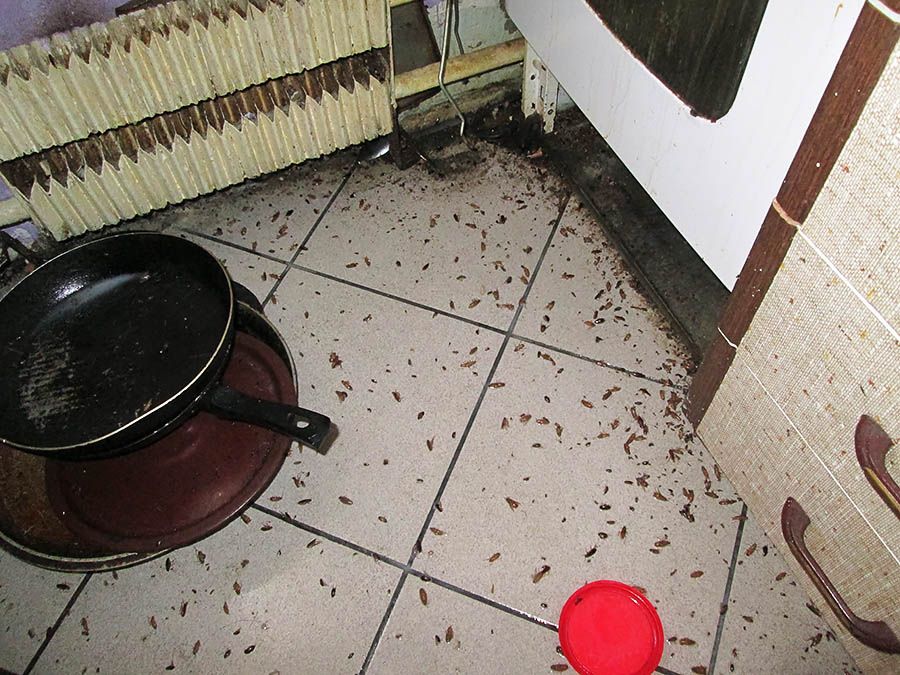 Санэпидемстанция от тараканов в Рязани, вызвать, цены